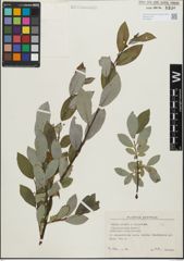 Foto von Salix glabra Scop. x Salix nigricans Sm.